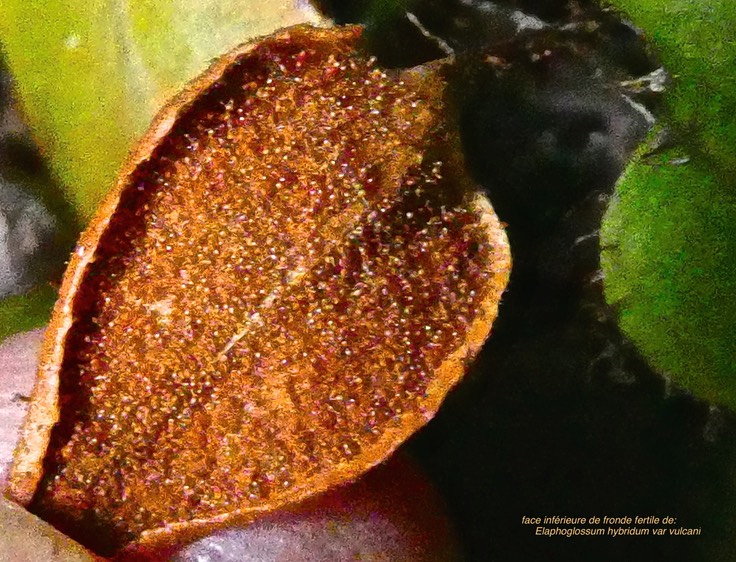 Elaphoglossum hybridum var vulcani .( face inférieure d'une fronde fertile ) dryopteridaceae.indigène Réunion. P1023618