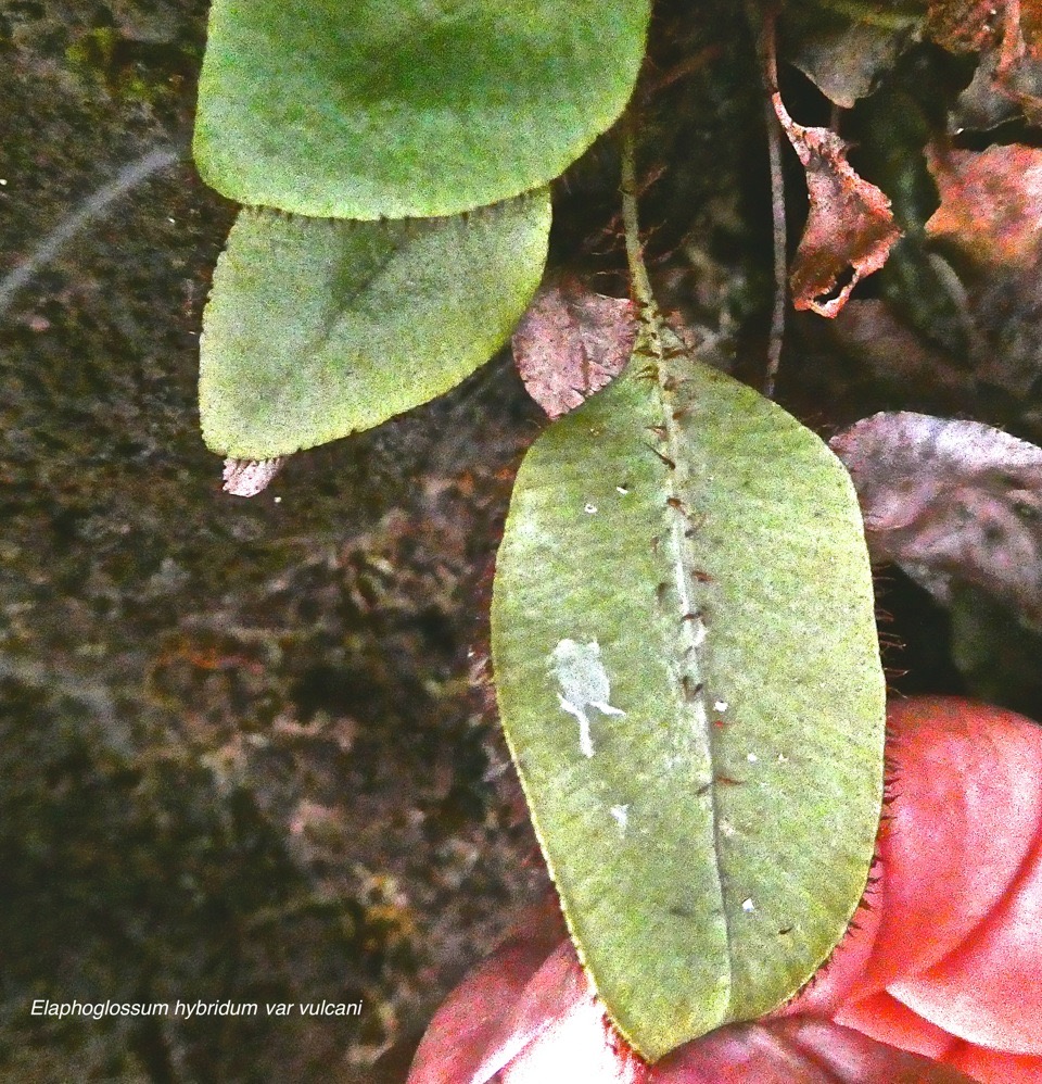 Elaphoglossum hybridum var vulcani. (écailles sur la marge du limbe ,sur le pétiole et sous la nervure principale ) dryopteridaceae.indigène Réunion .P1023600