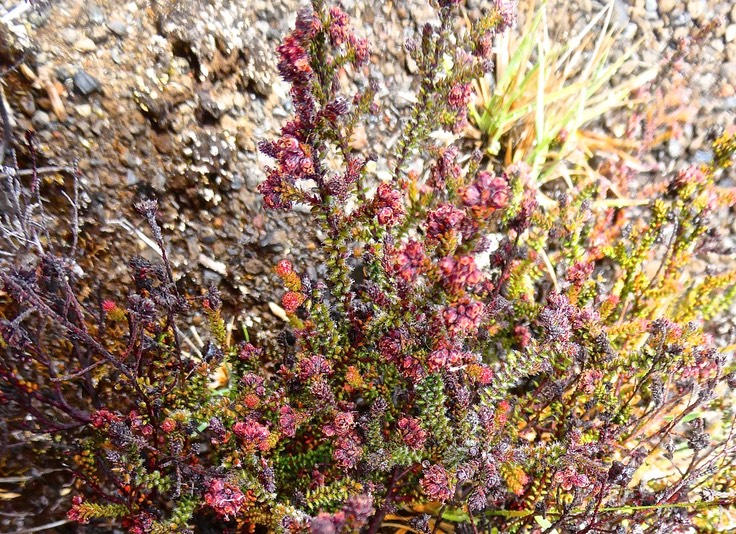 Erica galioides .thym marron.bruyère faux gaillet.ericaceae.endémique Réunion.P1023355