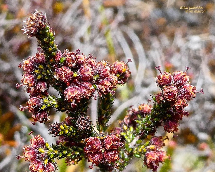 Erica galioides.thym marron. bruyère faux gaillet.ericaceae.endémique Réunion.P1023374
