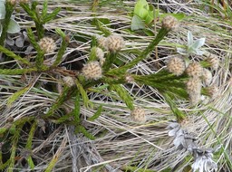 Eriotrix lycopodioides - ASTERACEAE - Endémique Réunion