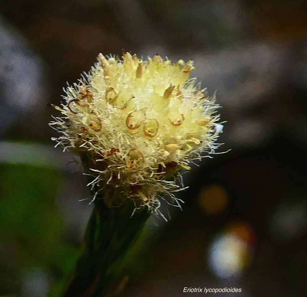 Eriotrix lycopodioides .asteraceae.endémique Réunion.P1023556