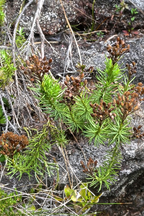 Faujasia pinifolia.( avec fleurs sèches ) asteraceae. endémique Réunion.P1023589