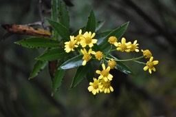 Faujasia salicifolia - Chasse-vieillesse - ASTERACEAE - Endémique Réunion
