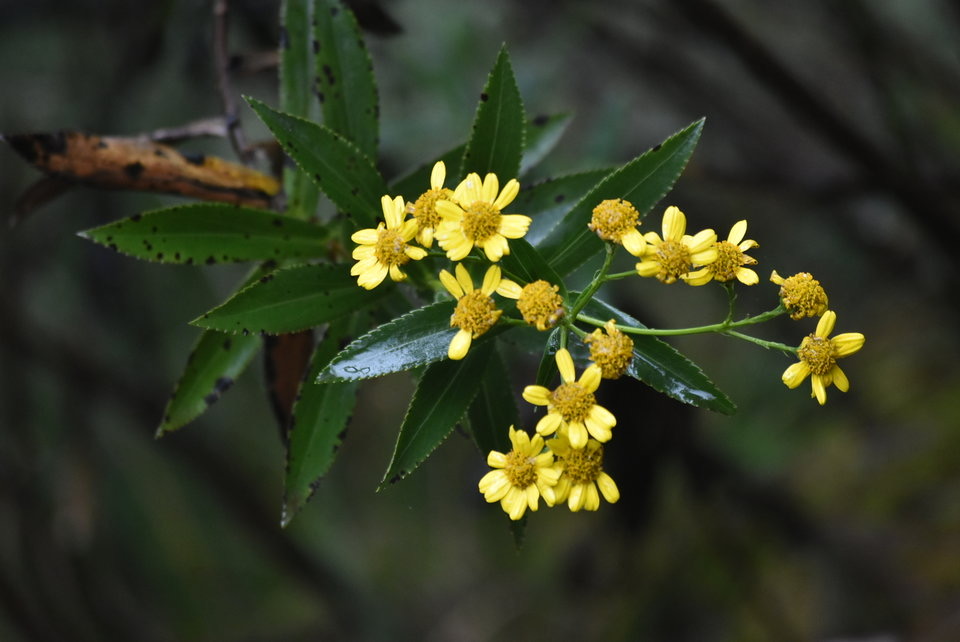 Faujasia salicifolia - Chasse-vieillesse - ASTERACEAE - Endémique Réunion