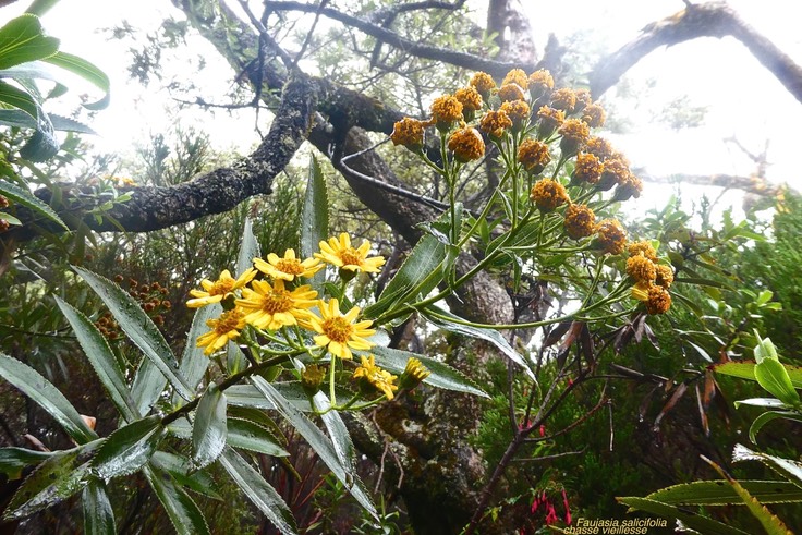 Faujasia salicifolia.chasse vieillesse.asteraceae.endémique Réunion.P1023283