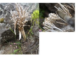 Heterochaenia rivalsii (fleuri en 2020) fruits - CAMPANULACEAE - Endémique Réunion