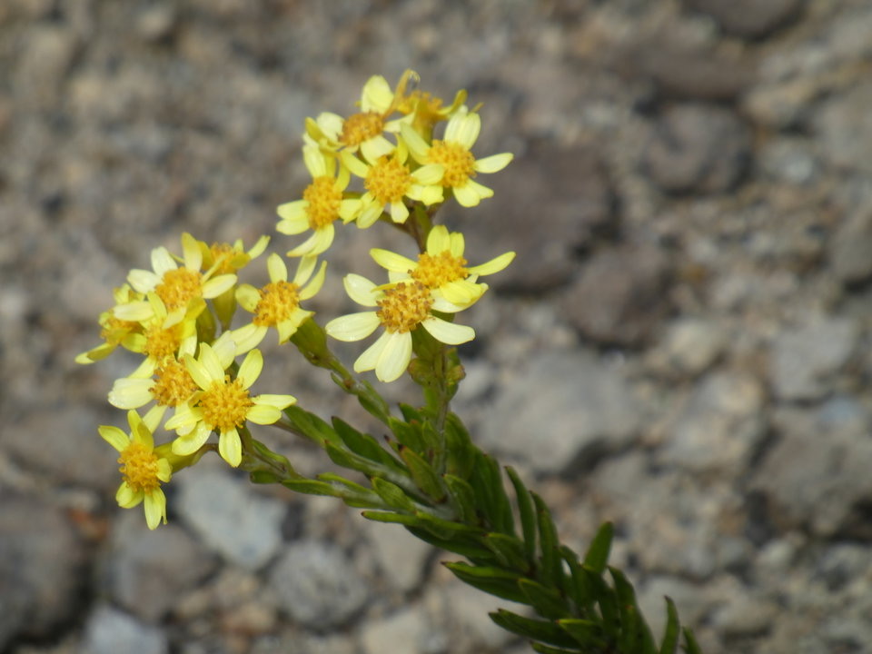 Hubertia tomentosa var conyzoides - Ambaville blanche - ASTERACEAE - Endémique Réunion