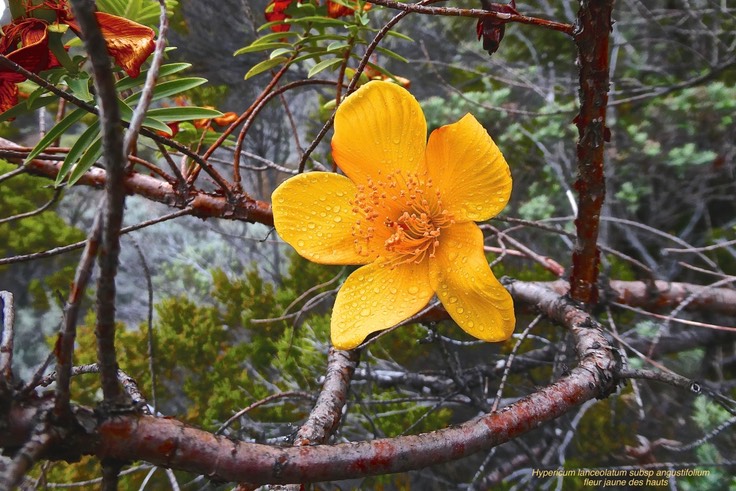 Hypericum lanceolatum subsp angustifolium.fleur jaune des hauts .hypericaceae.endémique Réunion.P1023509