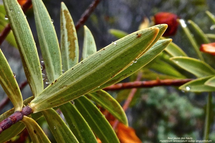 Hypericum lanceolatum subsp angustifolium.fleur jaune des hauts .( feuilles face inférieure / absence de nervures transversales )hypericaceae.endémique Réunion.P1023513