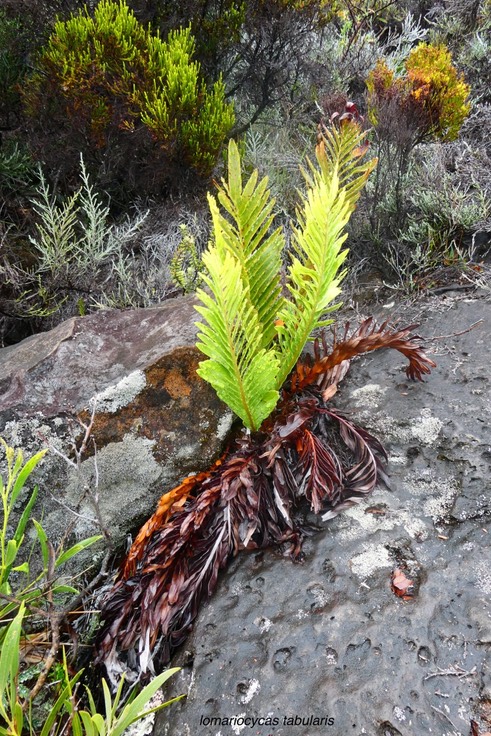 Lomariocycas tabularis .( ex Blechnum tabulare ) fausse osmonde. blechnaceae. indigène Réunion.P1023297