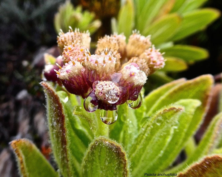 Psiadia anchusifolia .tabac marron .asteraceae .endémique Réunion.P1023300