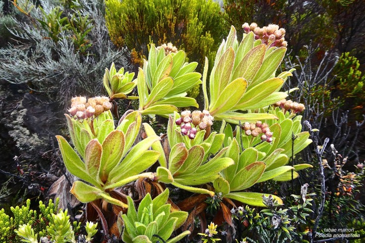 Psiadia anchusifolia.tabac marron .asteraceae.endémique Réunion.P1023301