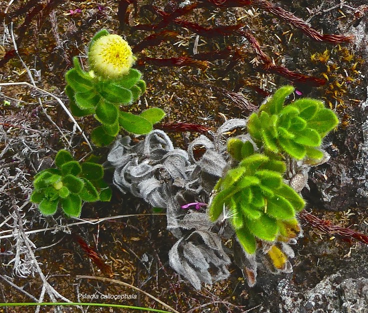 Psiadia callocephala .asteraceae. endémique Réunion.P1023575