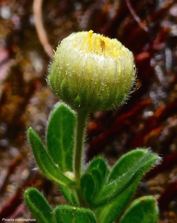 Psiadia callocephala. asteraceae .endémique Réunion.P1023585