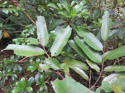 11. Antidesma madagascariense - Bois de cabri (blanc) - Euphorbiaceae -    Madagascar. Comores. La Réuion. Maurice