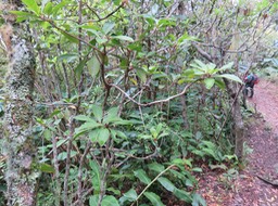 12. Badula barthesia  - Bois de savon  - Primulaceae - B