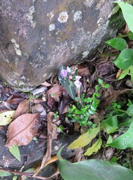 13. Disperis cordata Sw. - - Orchidaceae - Indigène Réunion  IMG_1463.JPG