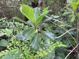 15. Fleurs Antirhea borbonica - Bois d'Osto - Rubiacée - M