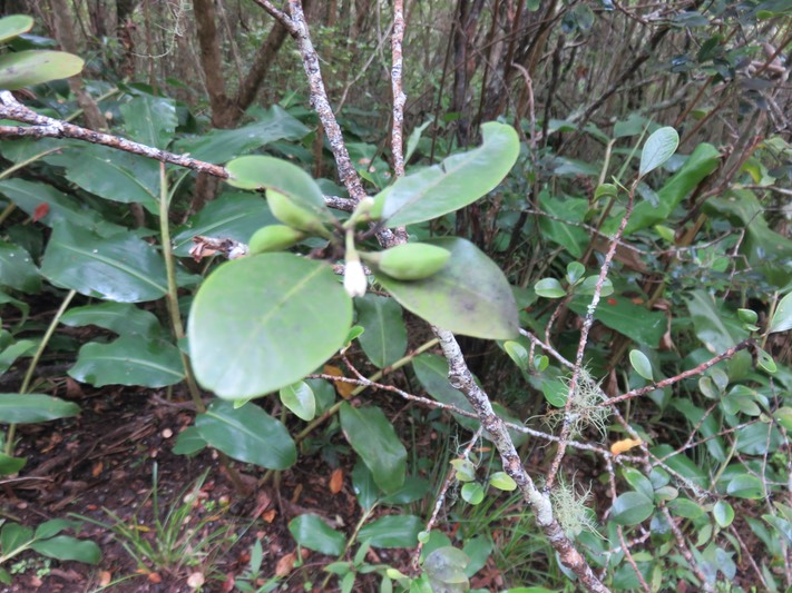 16. fleur fruits  Turraea thouarsiana - Bois de quivi - Meliaceae - endémique B M