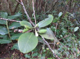 17. fleur fruits Turraea thouarsiana - Bois de quivi - Meliaceae - endémique B M