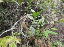 5. fruits Sideroxylon borbonicum - Bois de fer batard-Natte coudine-… - SAPOTACEAE - Endémique Réunion  IMG_1455.JPG