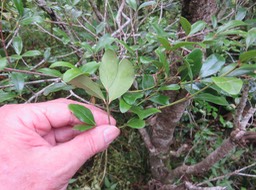 6. Pleurostylia pachyphloea - Bois d'olive gros peau - Célastracée - B
