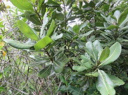 7. Attaque de gale sur Sideroxylon borbonicum - Bois de fer batard-Natte coudine-… - SAPOTACEAE - Endémique Réunion