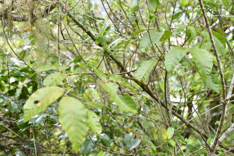 Allophyllus borbonicus - Bois de merles - SAPINDACEAE - Endémique Réunion, Maurice, Rodrigues