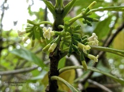 Antirhea borbonica .bois d'osto.rubiaceae. endémique Réunion Maurice Madagascar .P1005667