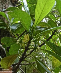Antirhea borbonica.bois d'osto.(rameau fleuri )rubiaceae. endémique Réunion Maurice Madagascar .P1005671