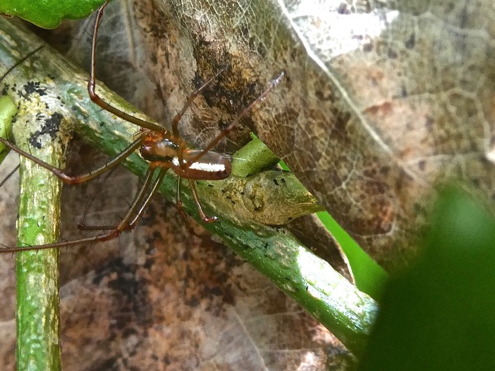 araignée Mesida thorelli mâle ? P1005703