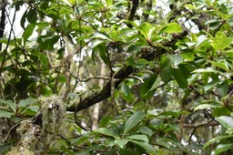 Badula barthesia - Bois de savon - PRIMULACEAE - Endémique Réunion