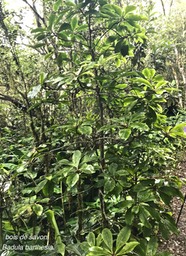 Badula barthesia.bois de savon. bois de pintade.myrsinaceae.endémique Réunion.IMG_5956