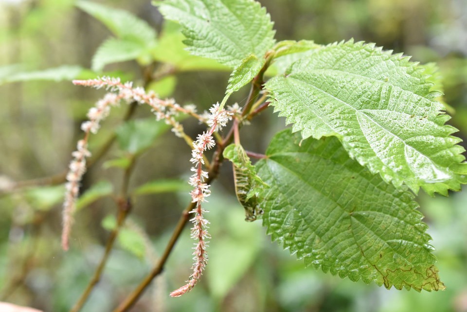 Bohemeria macrophylla - Bois de source - URTICACEAE - Espèce cryptogène à la Réunion