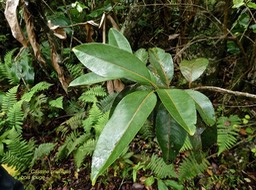 Cassine orientalis. bois rouge .celastraceae. endémique Mascareignes.P1005618