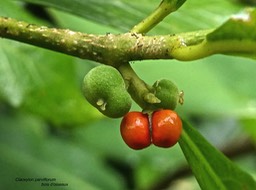 Claoxylon parviflorum.bois d'oiseaux.(fruits et graines entourées d'une arille rouge orangé)euphorbiaceae.endémique Mascareignes.P1005697