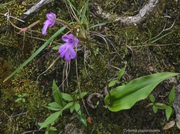 Cynorkis purpurascens. orchidaceae.indigène Réunion.P1005613