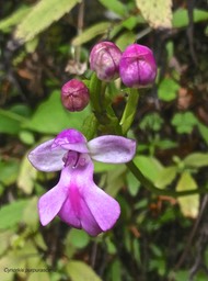 Cynorkis purpurascens. orchidaceae.indigène Réunion.P1005659