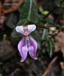 Disperis cordata.orchidaceae.indigène Réunion.P1005566