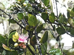 Eugenia buxifolia.bois de nèfles à petites feuilles.myrtaceae.endémique Réunion.P1005761