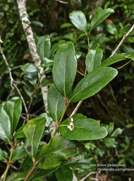 Pleurostylia pachyphloea .bois d'olive grosse peau.celastraceae. endémique Réunion.P1005602