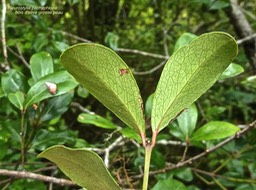 Pleurostylia pachyphloea.bois d'olive grosse peau.celastraceae.endémique Réunion.P1005601