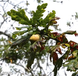 Quercus robur.chêne commun. chêne pédonculé .fagaceae.(espèce envahissante )P1005765