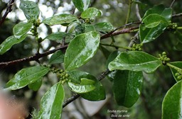 Scutia myrtina .bois de sinte.rhamnaceae.indigène Réunion.P2020025