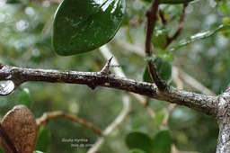 Scutia myrtina. bois de sinte. rhamnaceae.indigène Réunion.P2020028