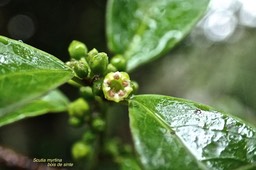Scutia myrtina .bois de sinte.rhamnaceae.indigène Réunion.P2020022