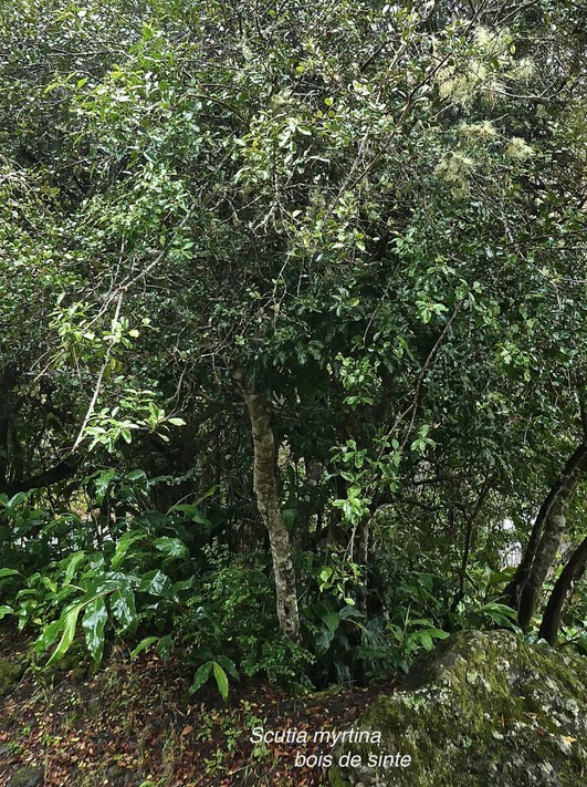 Scutia myrtina .bois de sinte. rhamnaceae.indigène Réunion.P1005756
