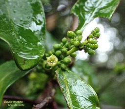 Scutia myrtina.bois de sinte.rhamnaceae.indigène Réunion .P2020026