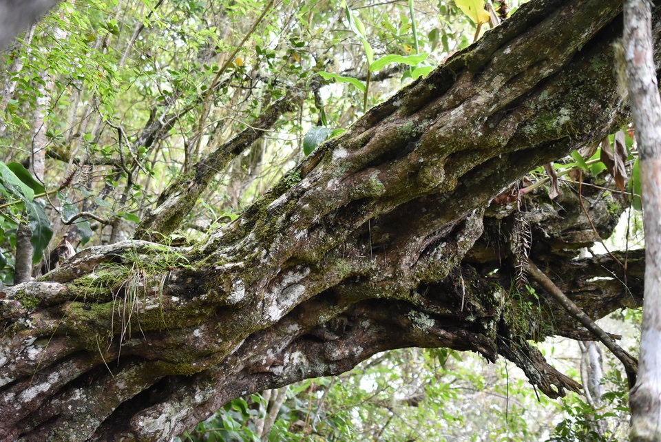 Sideroxylon borbonicum - Bois de fer bâtard - SAPOTACEAE - Endémique Réunion